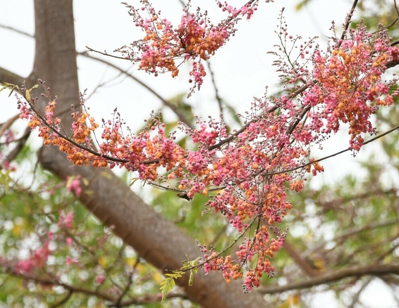 Pink Shower photo 4