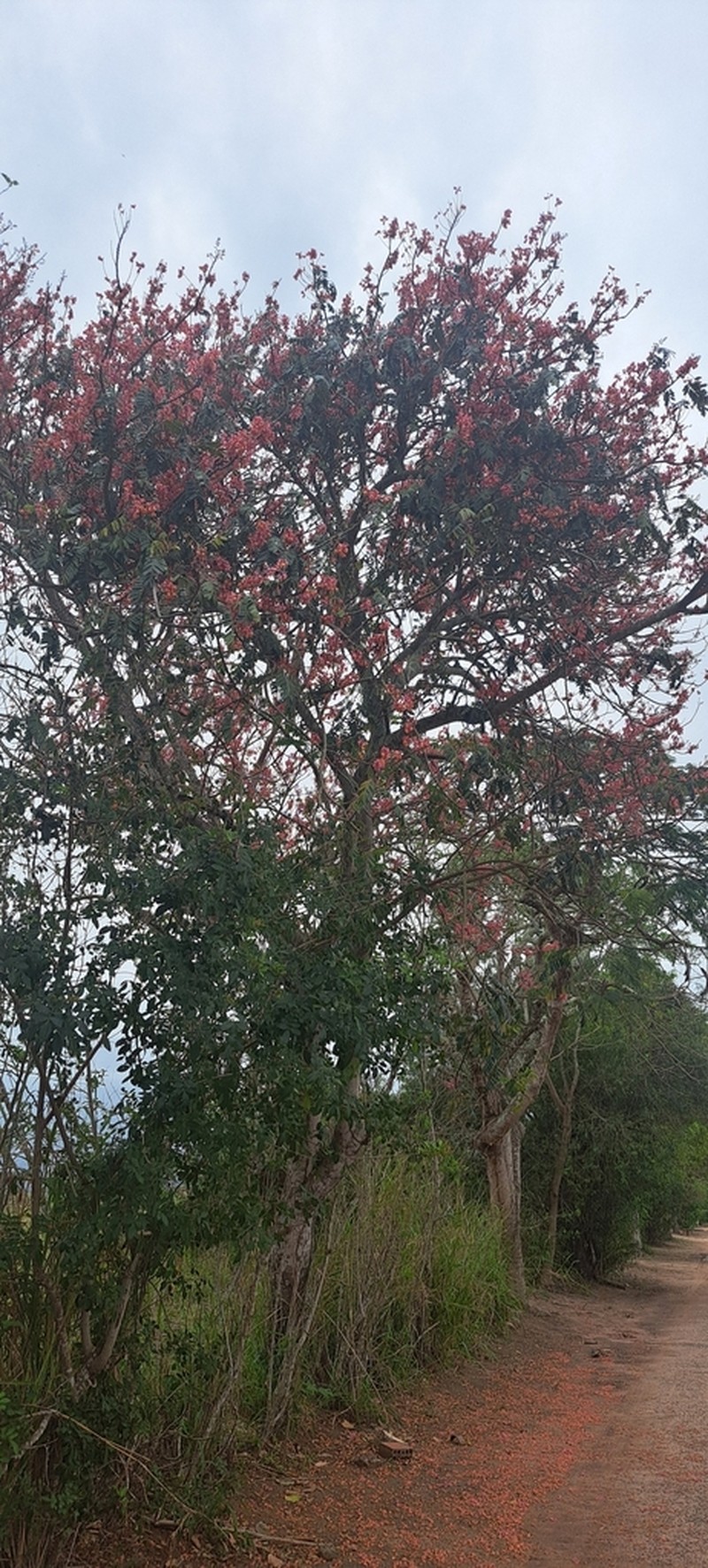 Pink Shower photo 5