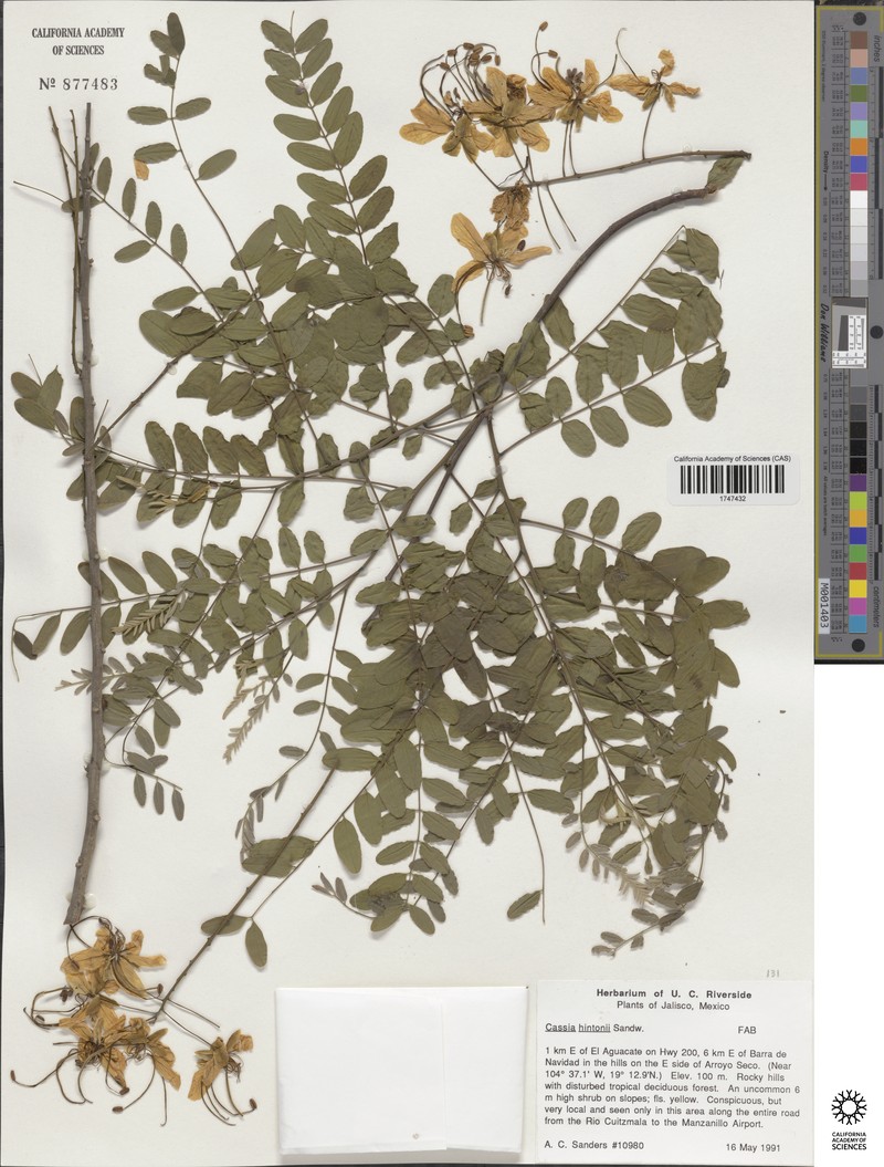 Cassia hintonii