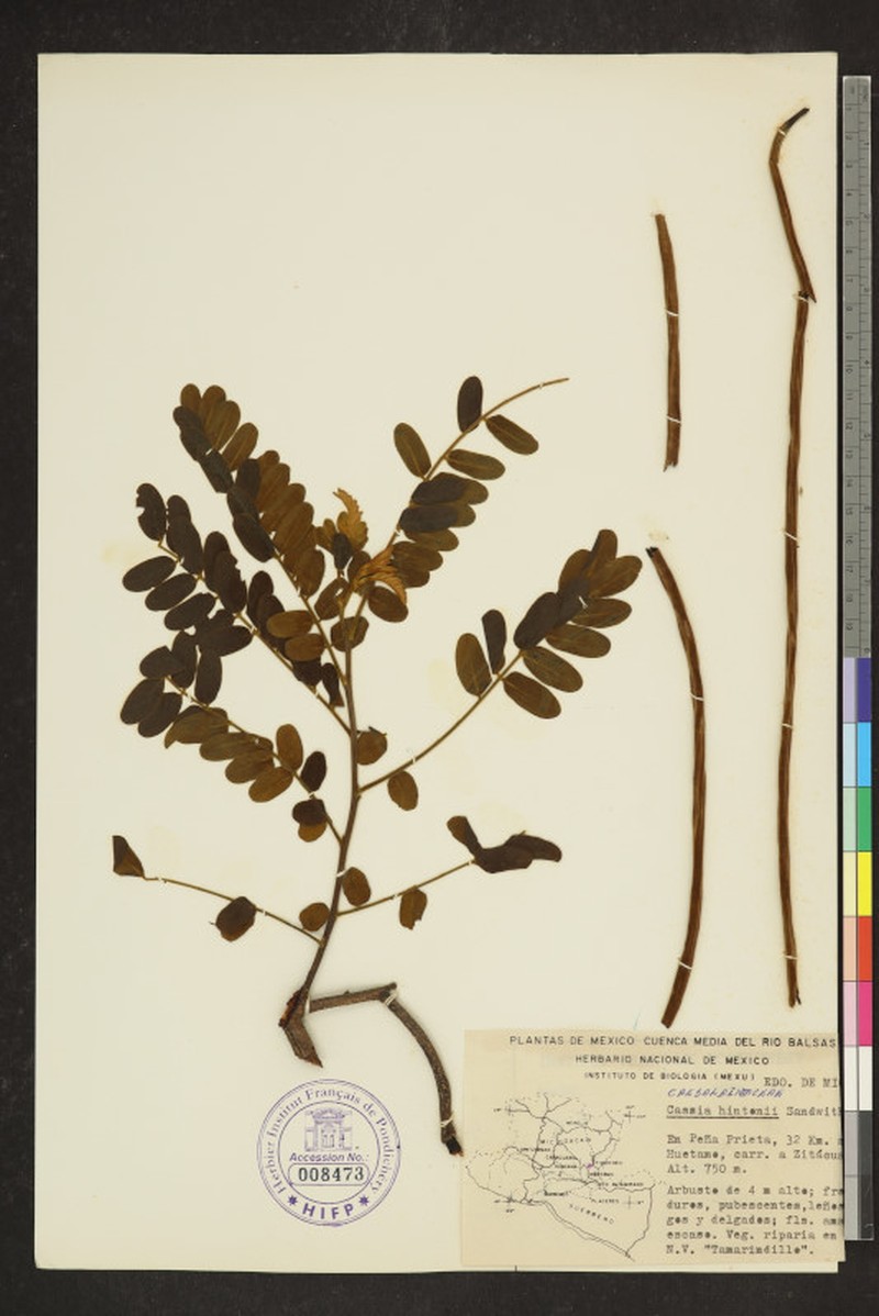 Cassia hintonii photo 2