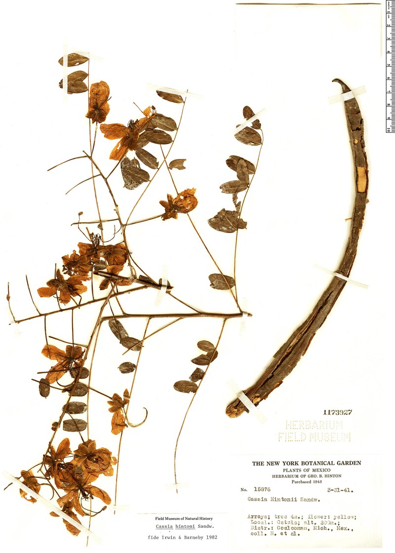 Cassia hintonii photo 3
