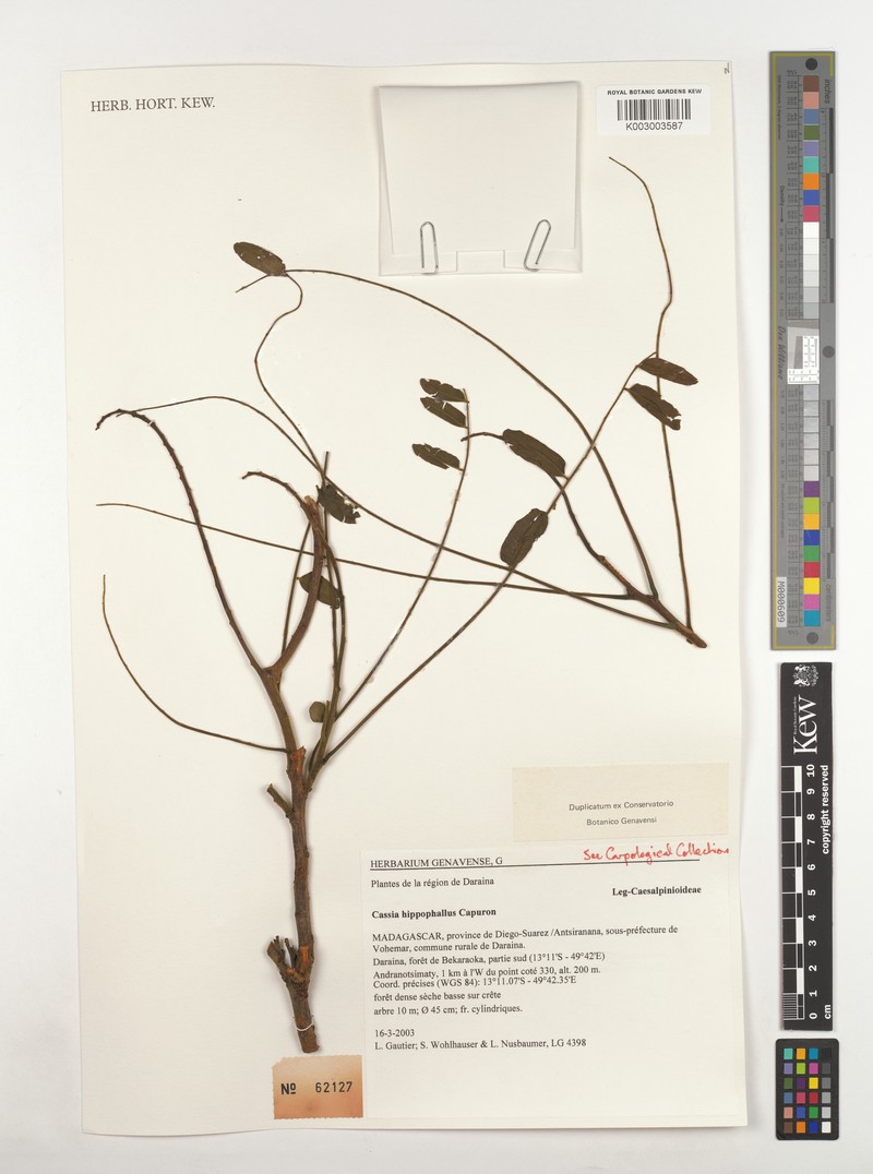 Cassia hippophallus