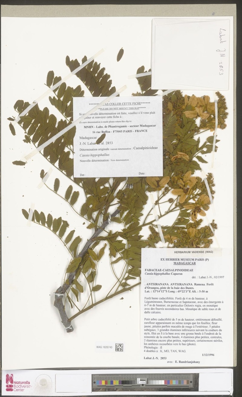 Cassia hippophallus photo 2
