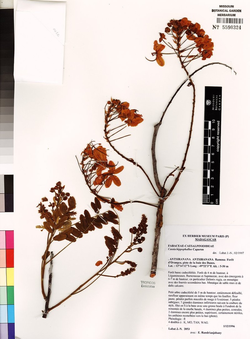 Cassia hippophallus photo 3