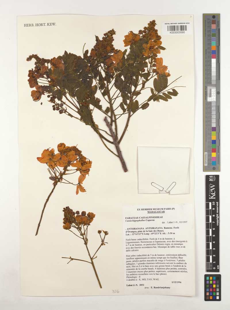 Cassia hippophallus photo 4