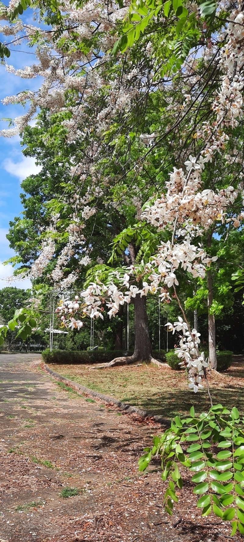 Apple Blossom photo 3