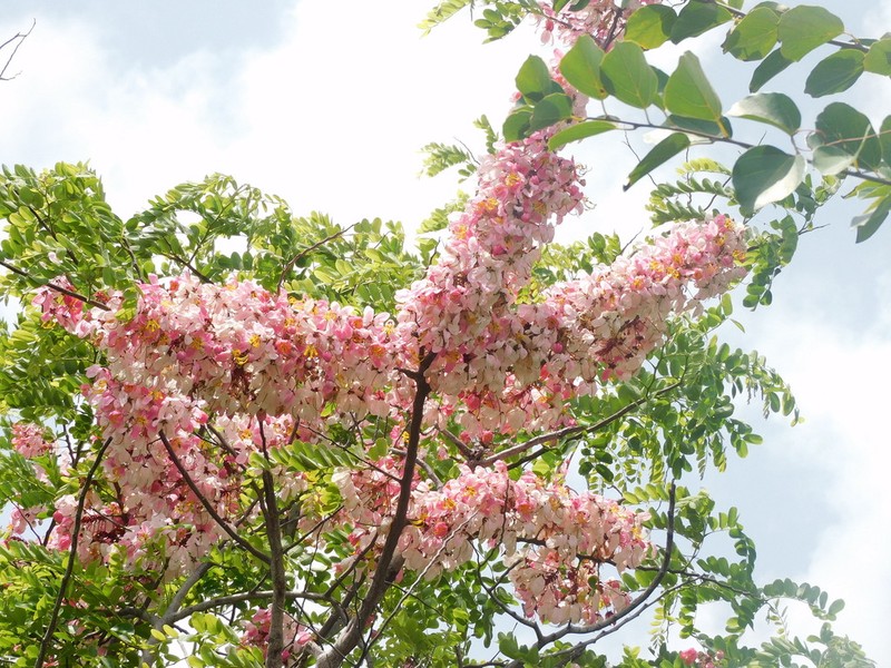Apple Blossom photo 4