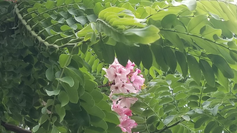 Apple Blossom photo 5