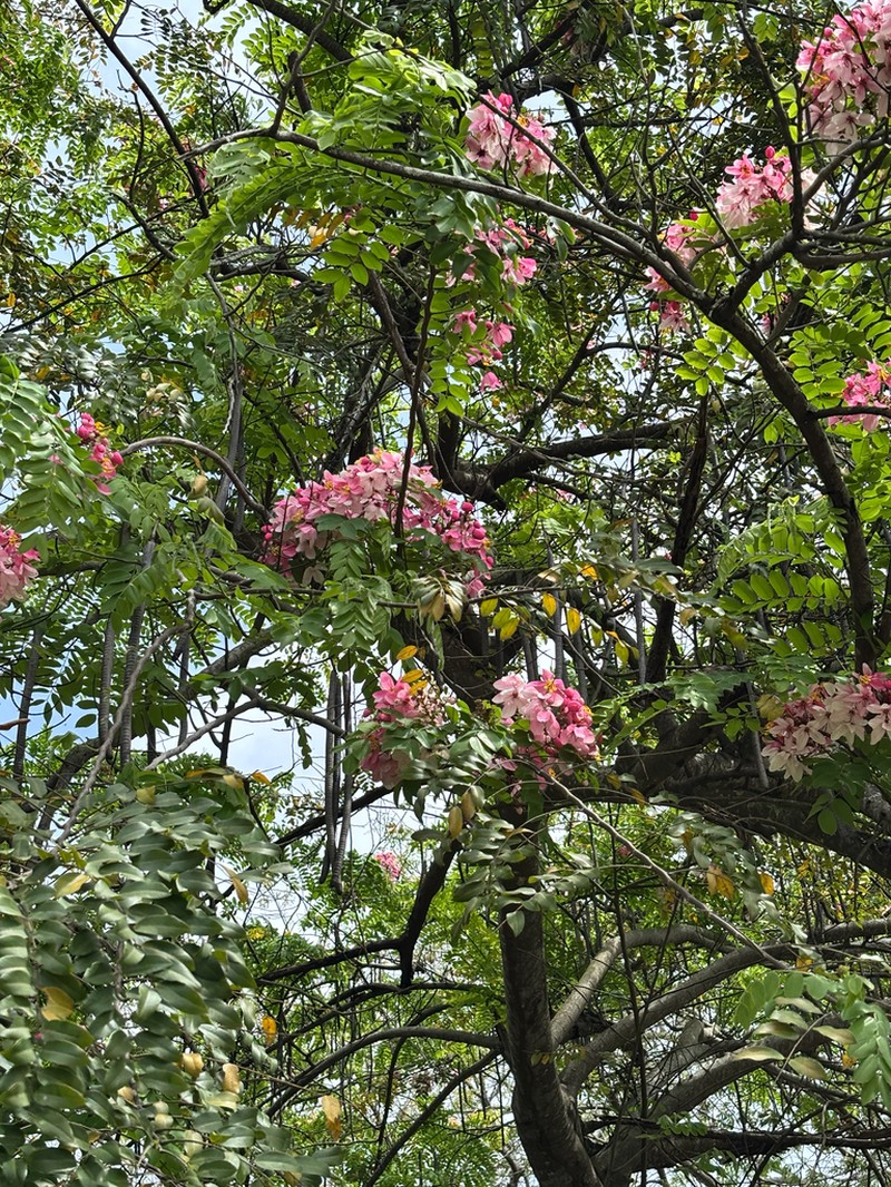 Apple Blossom photo 6