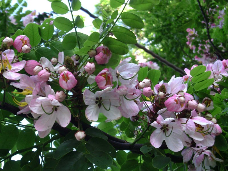 Apple Blossom photo 4