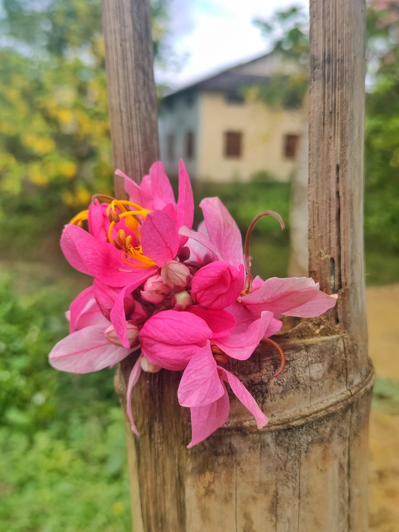 Apple Blossom photo 2