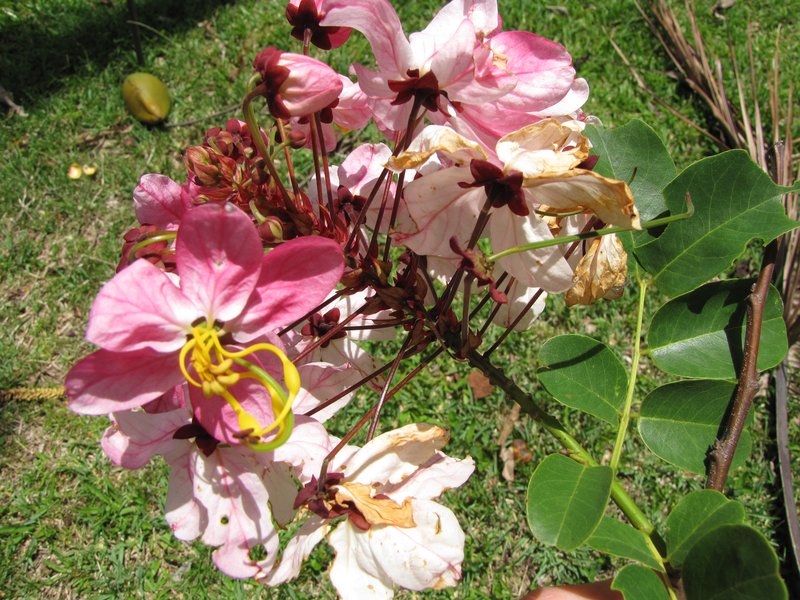 Apple Blossom photo 6