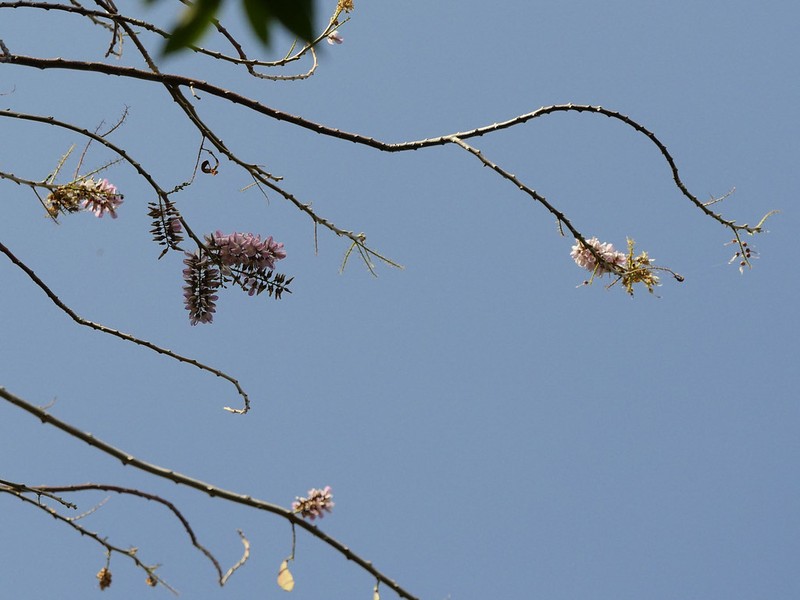 Cassia javanica subsp. agnes photo 3