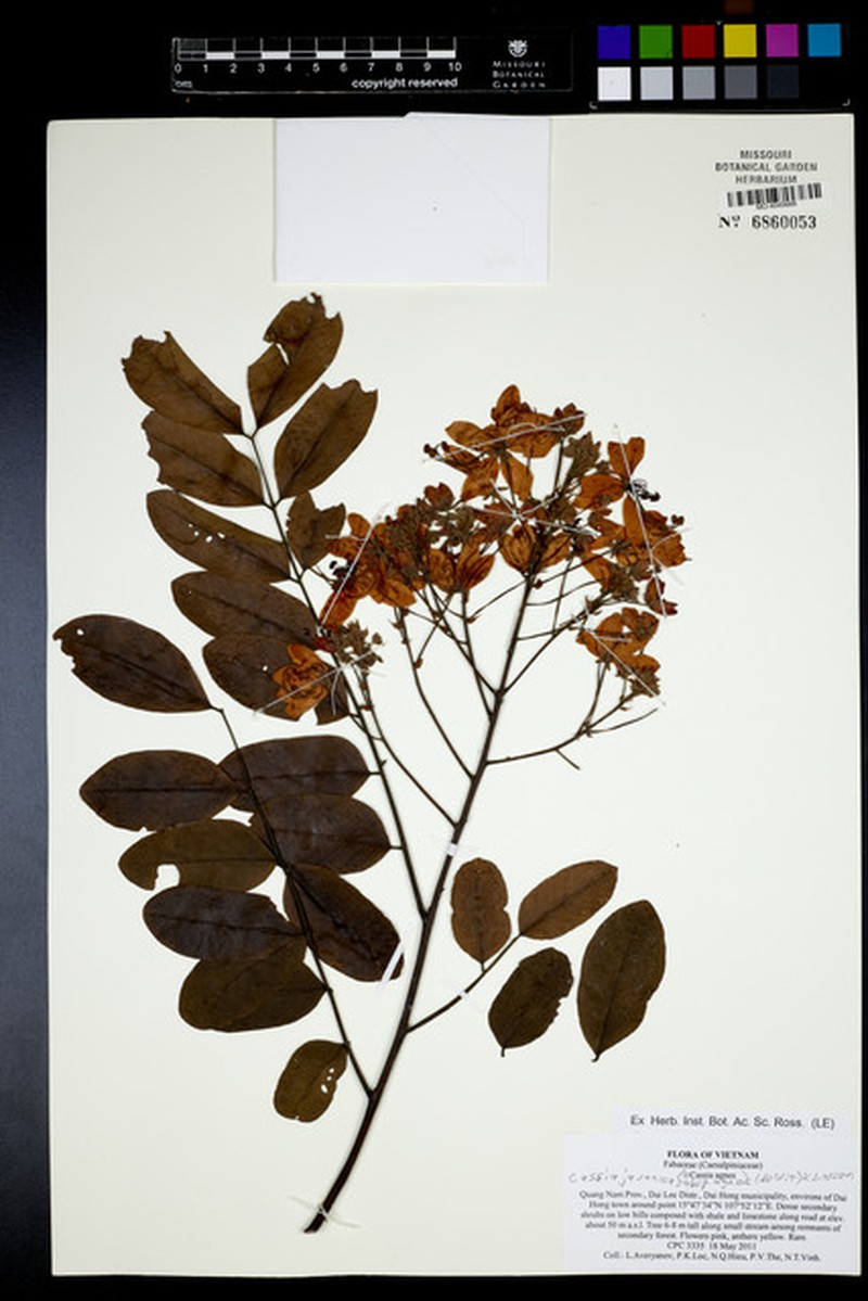 Cassia javanica subsp. agnes photo 5