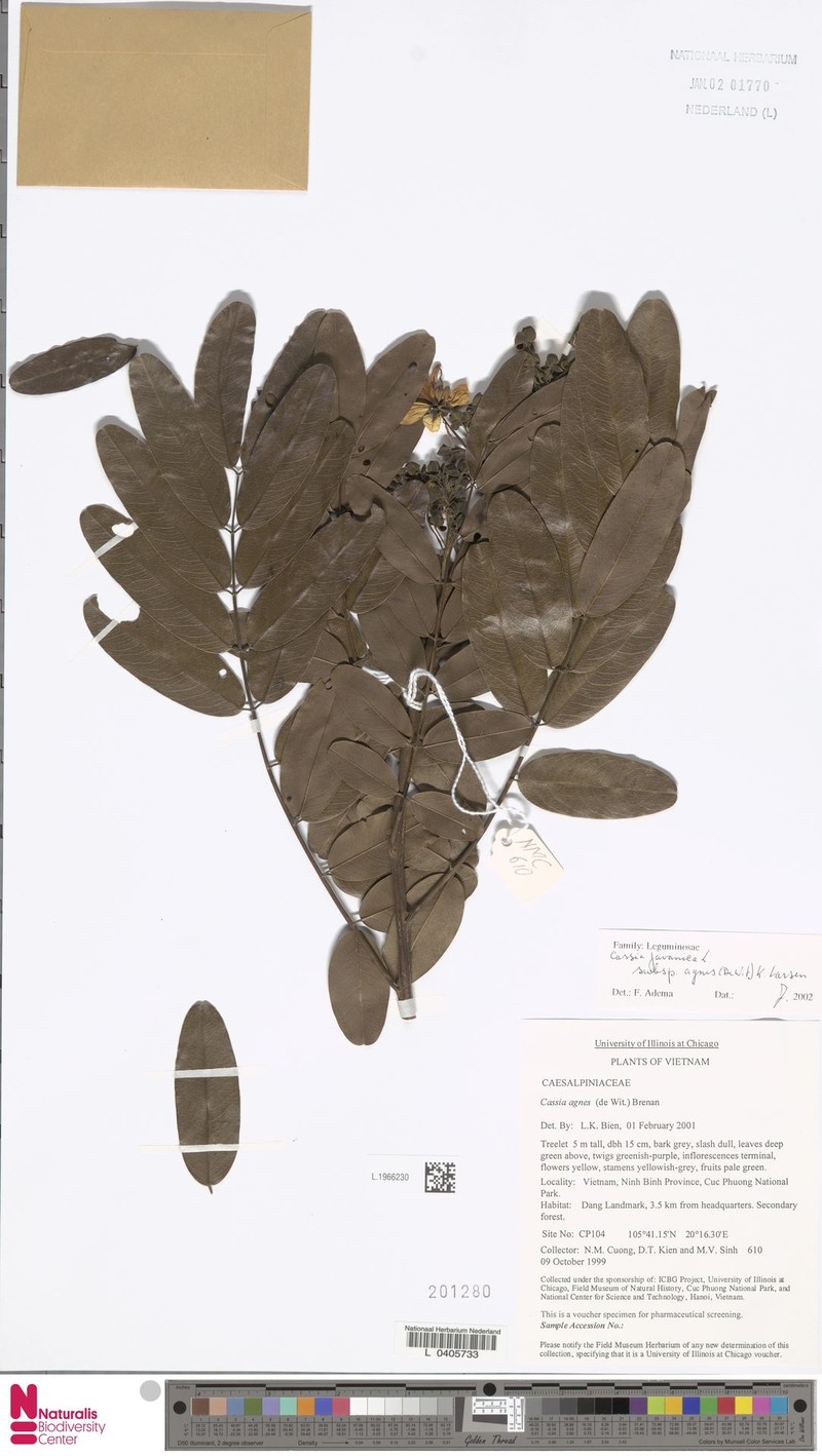 Cassia javanica subsp. agnes photo 6