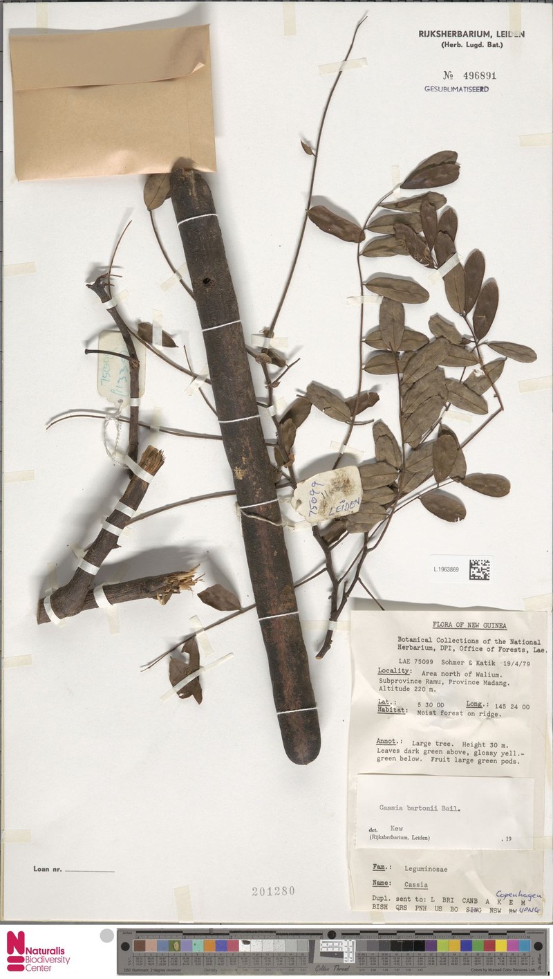 Cassia javanica subsp. bartonii