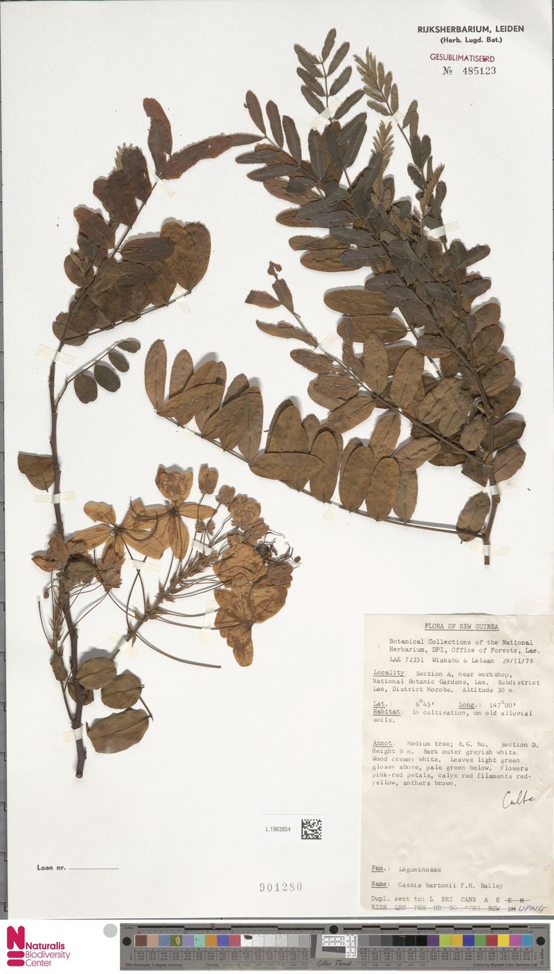 Cassia javanica subsp. bartonii photo 2