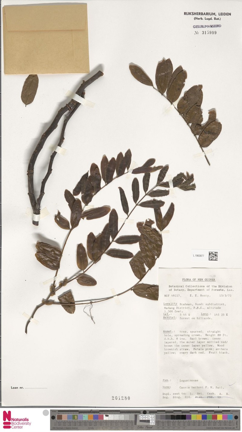 Cassia javanica subsp. bartonii photo 3
