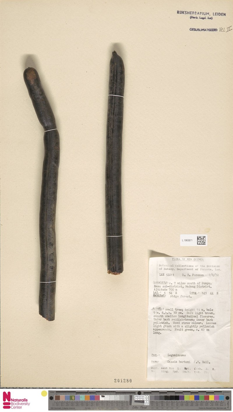 Cassia javanica subsp. bartonii photo 4
