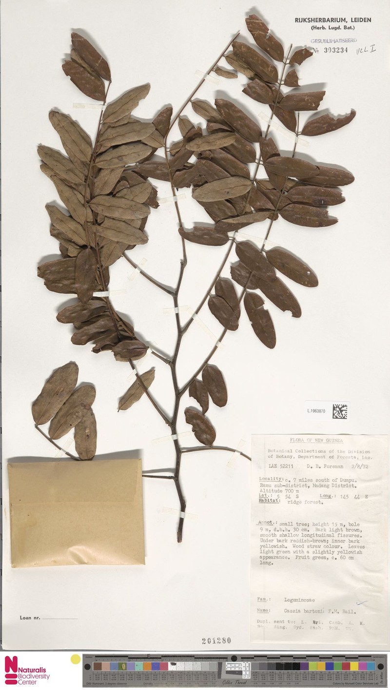 Cassia javanica subsp. bartonii photo 5