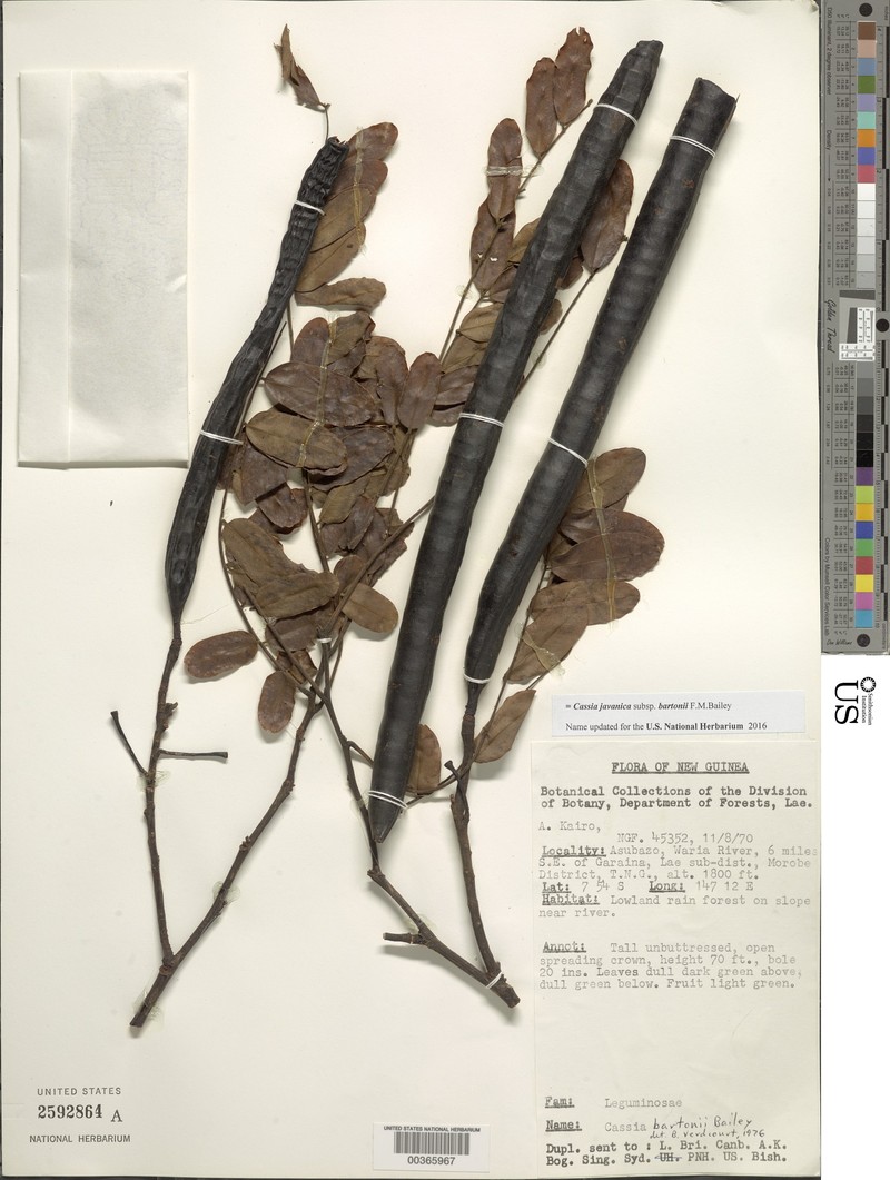 Cassia javanica subsp. bartonii photo 6