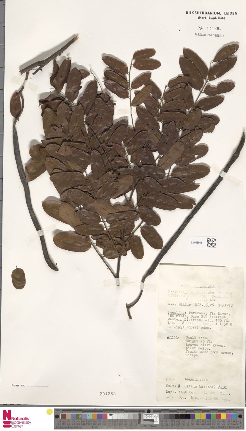 Cassia javanica subsp. bartonii photo 7