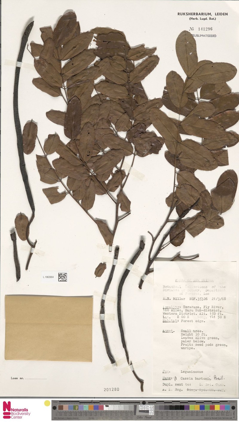 Cassia javanica subsp. bartonii photo 8