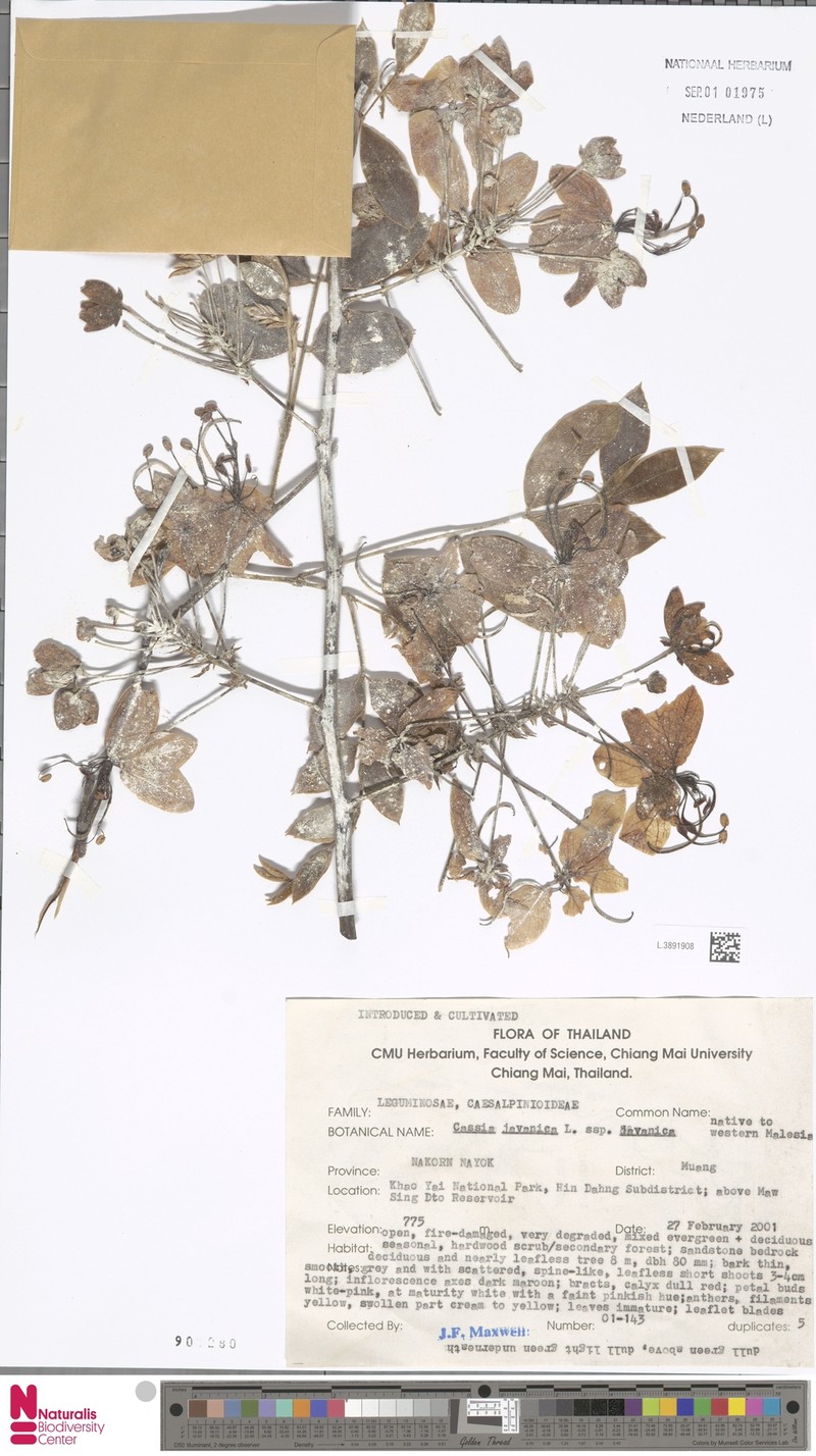 Cassia javanica subsp. javanica