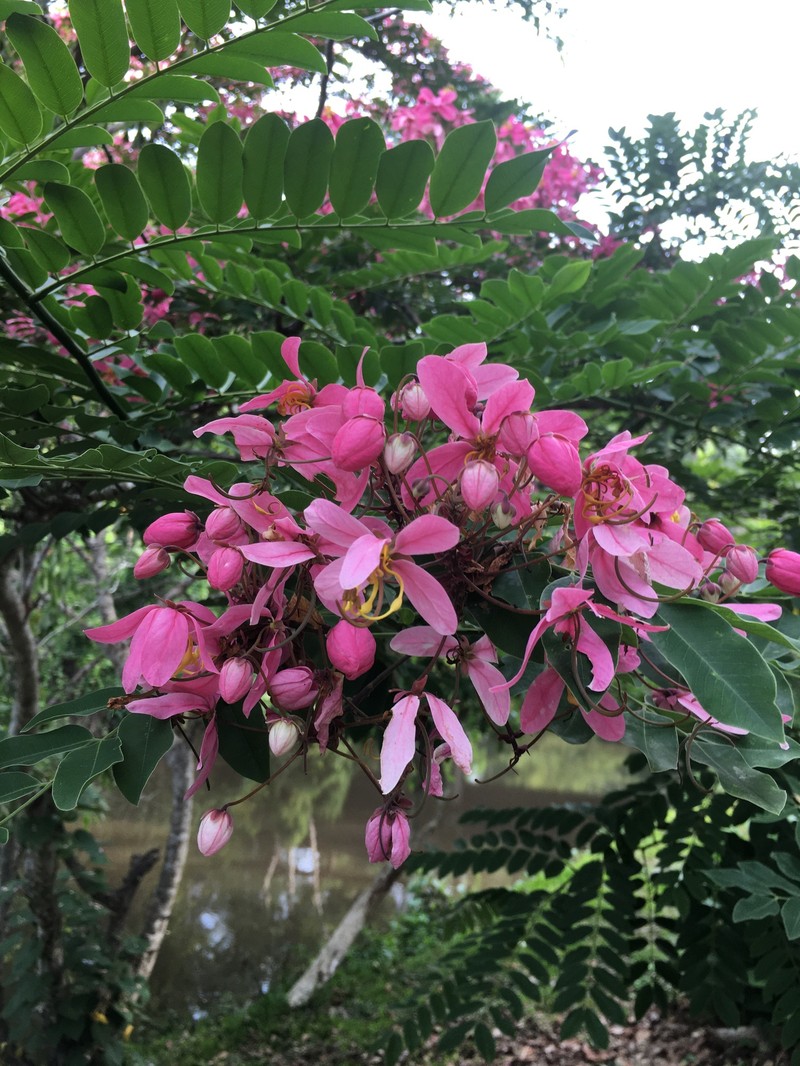 Cassia javanica subsp. nodosa