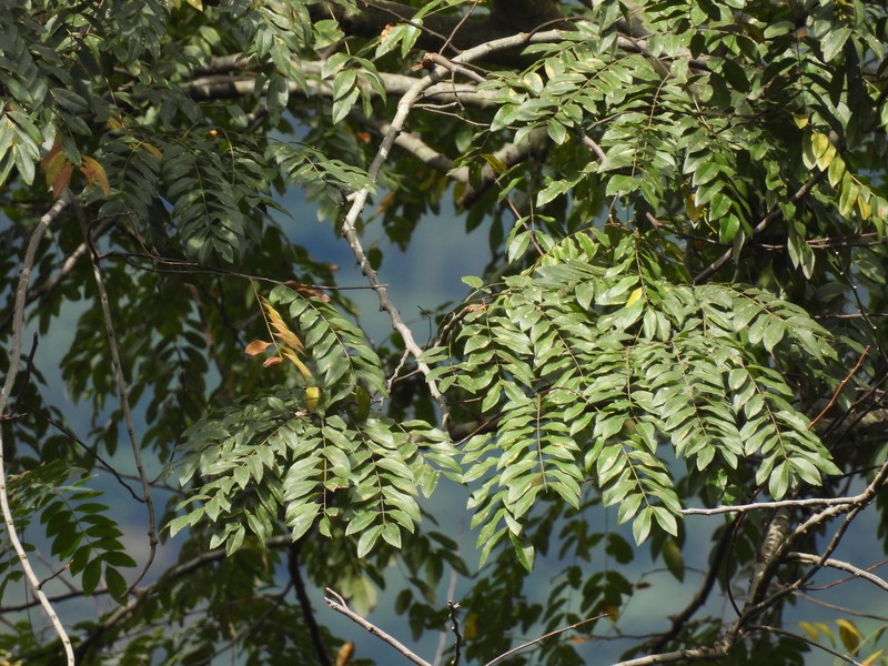Cassia javanica subsp. nodosa photo 2