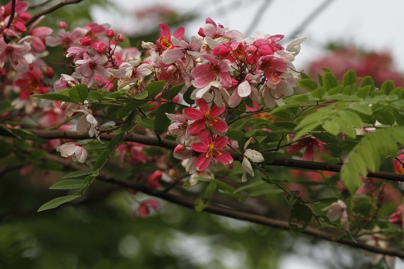 Cassia javanica subsp. nodosa photo 4