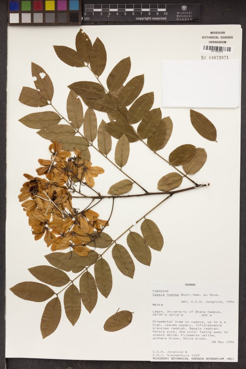 Cassia javanica subsp. nodosa photo 6