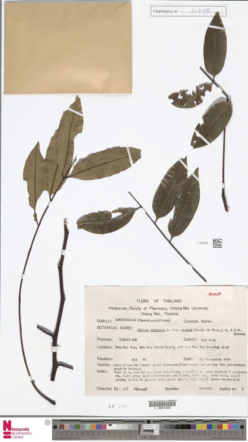 Cassia javanica subsp. nodosa photo 7