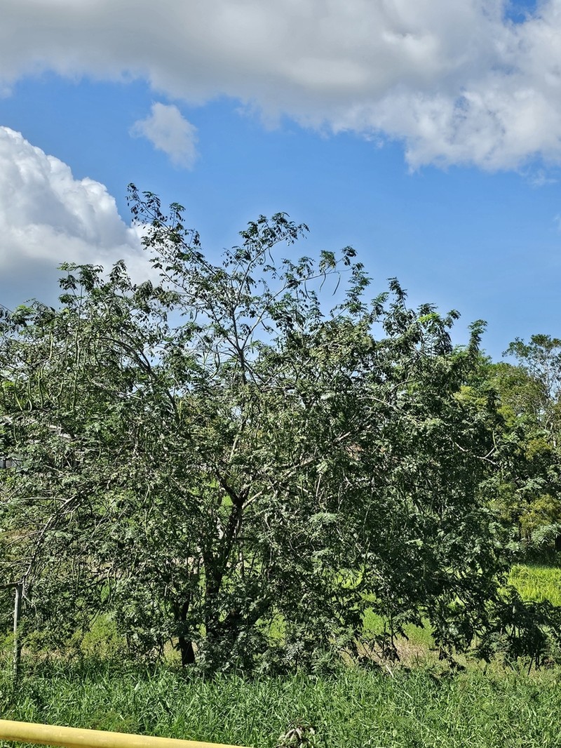 Cassia leiandra photo 2