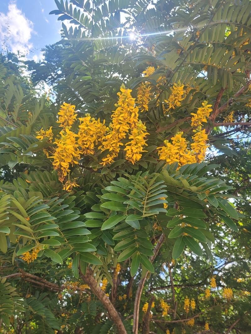 Cassia leiandra photo 3