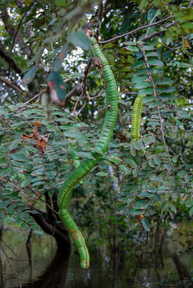 Cassia leiandra photo 4