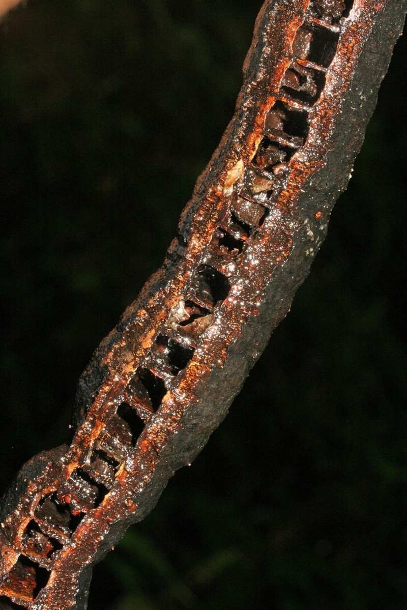 Cassia leiandra photo 6