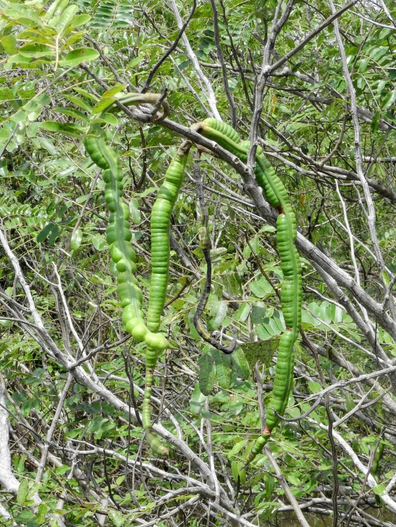 Cassia leiandra photo 7