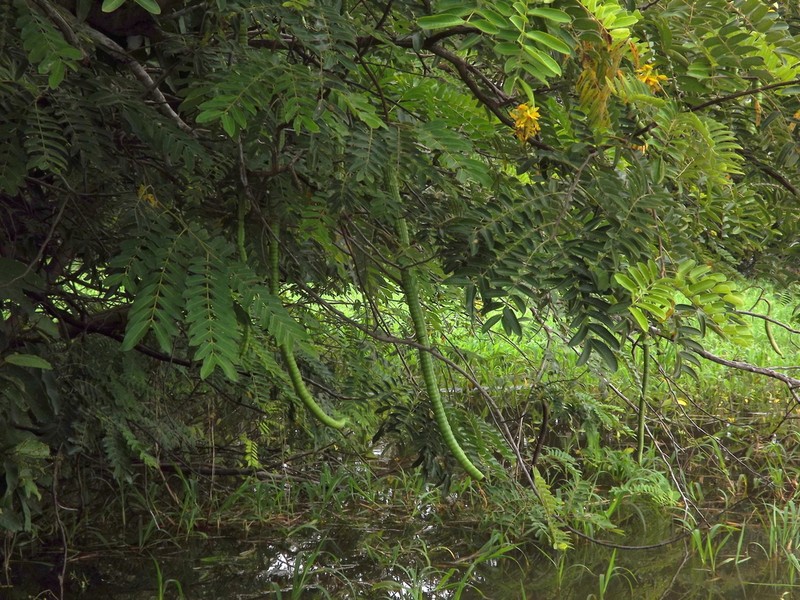 Cassia leiandra photo 8
