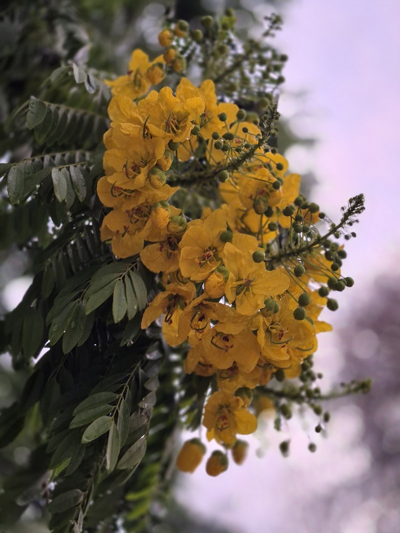 Cassia leptophylla photo 4