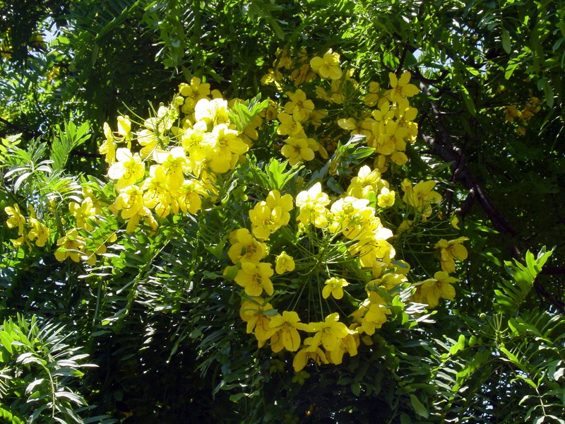 Cassia leptophylla photo 5