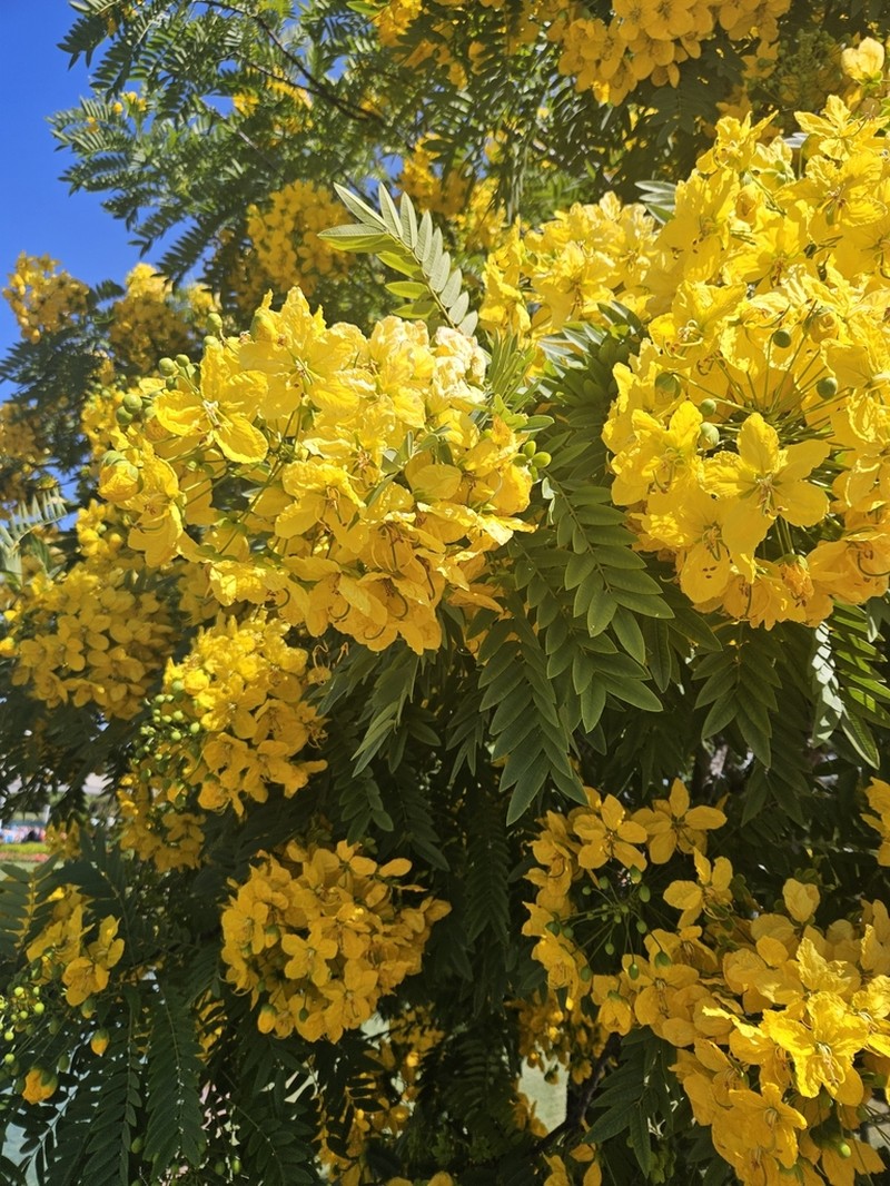 Cassia leptophylla photo 6