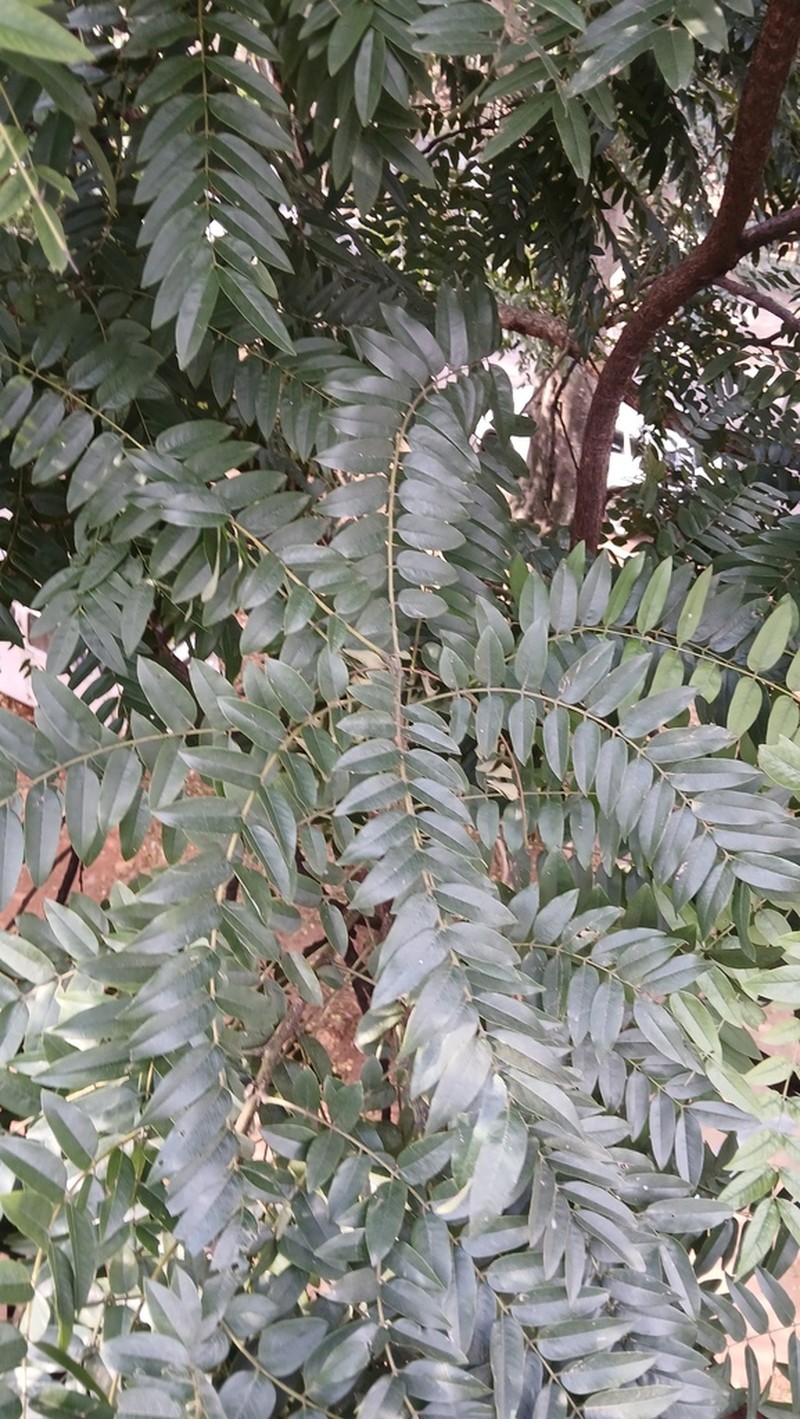 Cassia leptophylla photo 7
