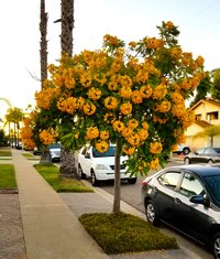 Cassia leptophylla