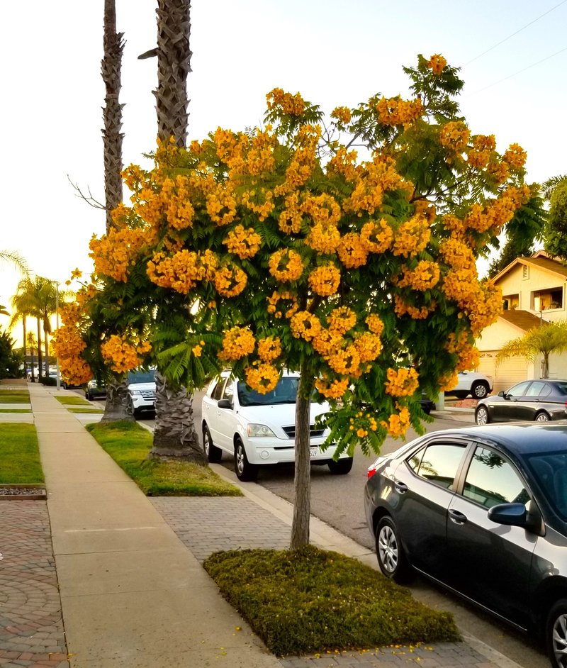 Cassia leptophylla