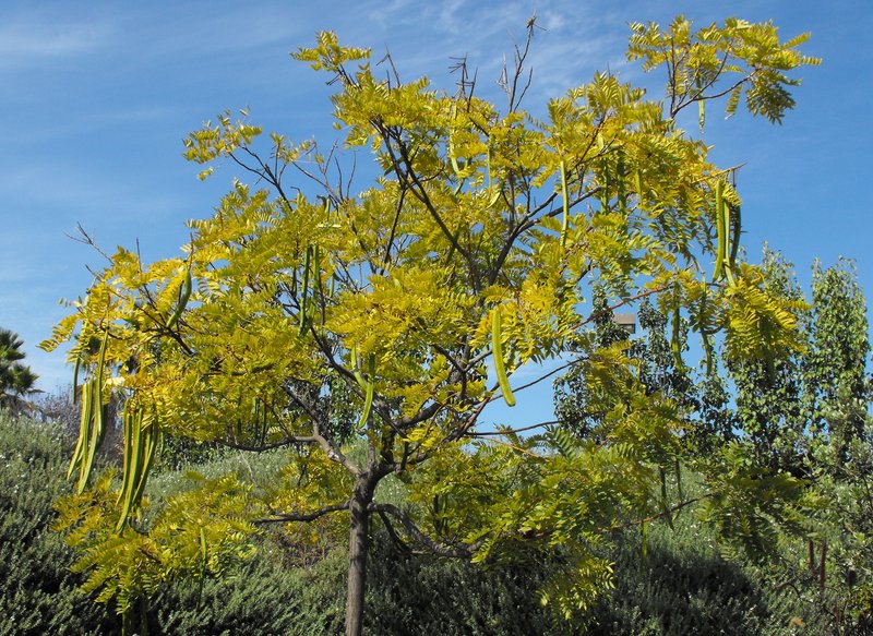 Cassia leptophylla photo 2