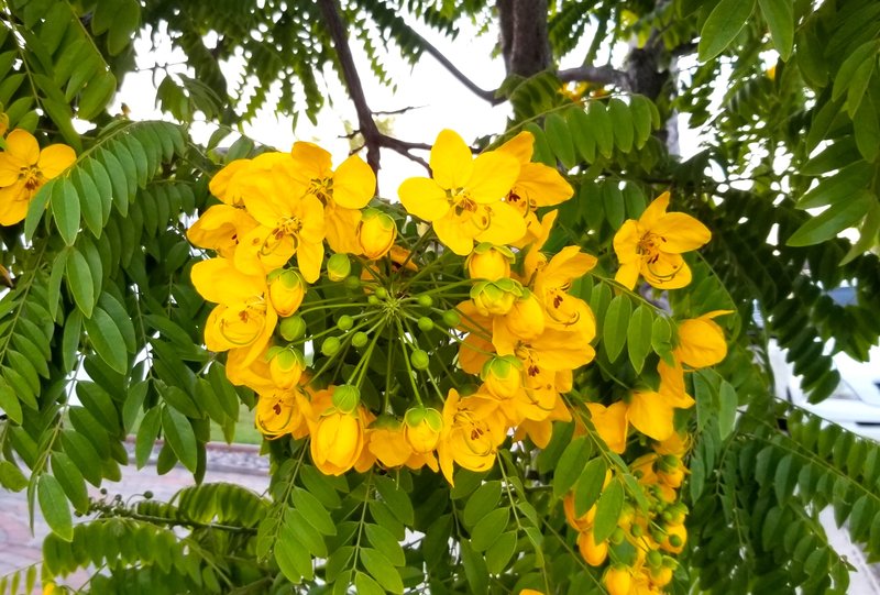 Cassia leptophylla photo 3