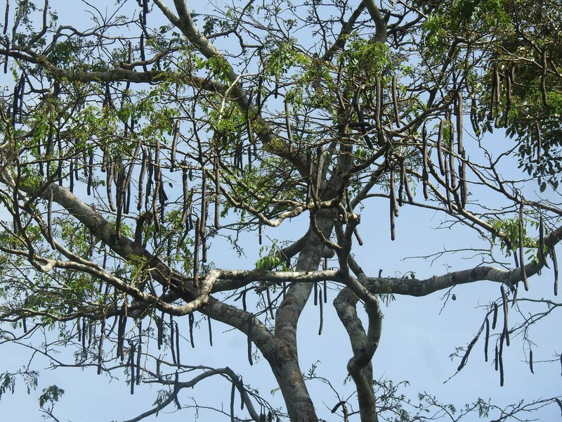 Cassia mannii photo 2