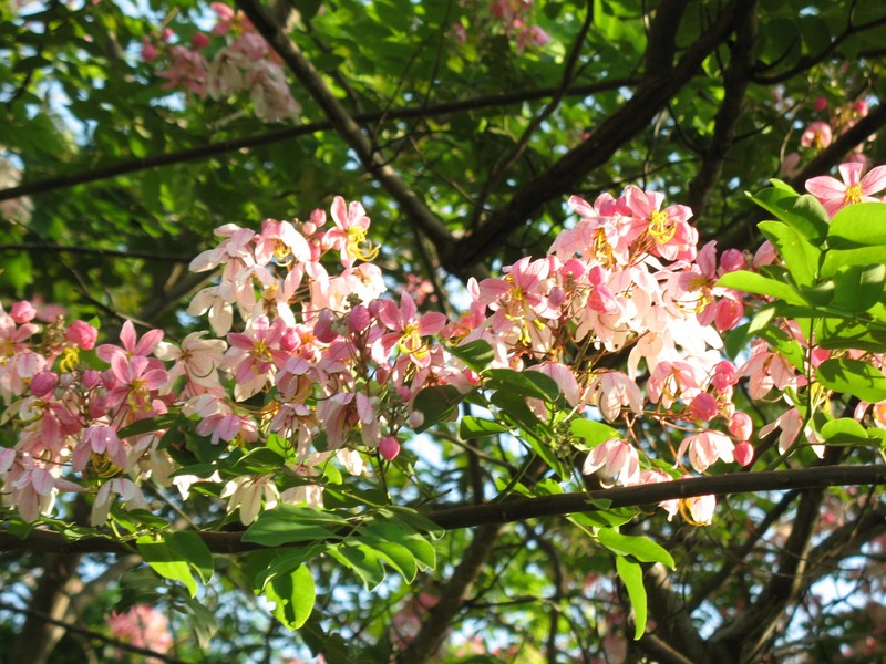 Cassia mannii photo 5