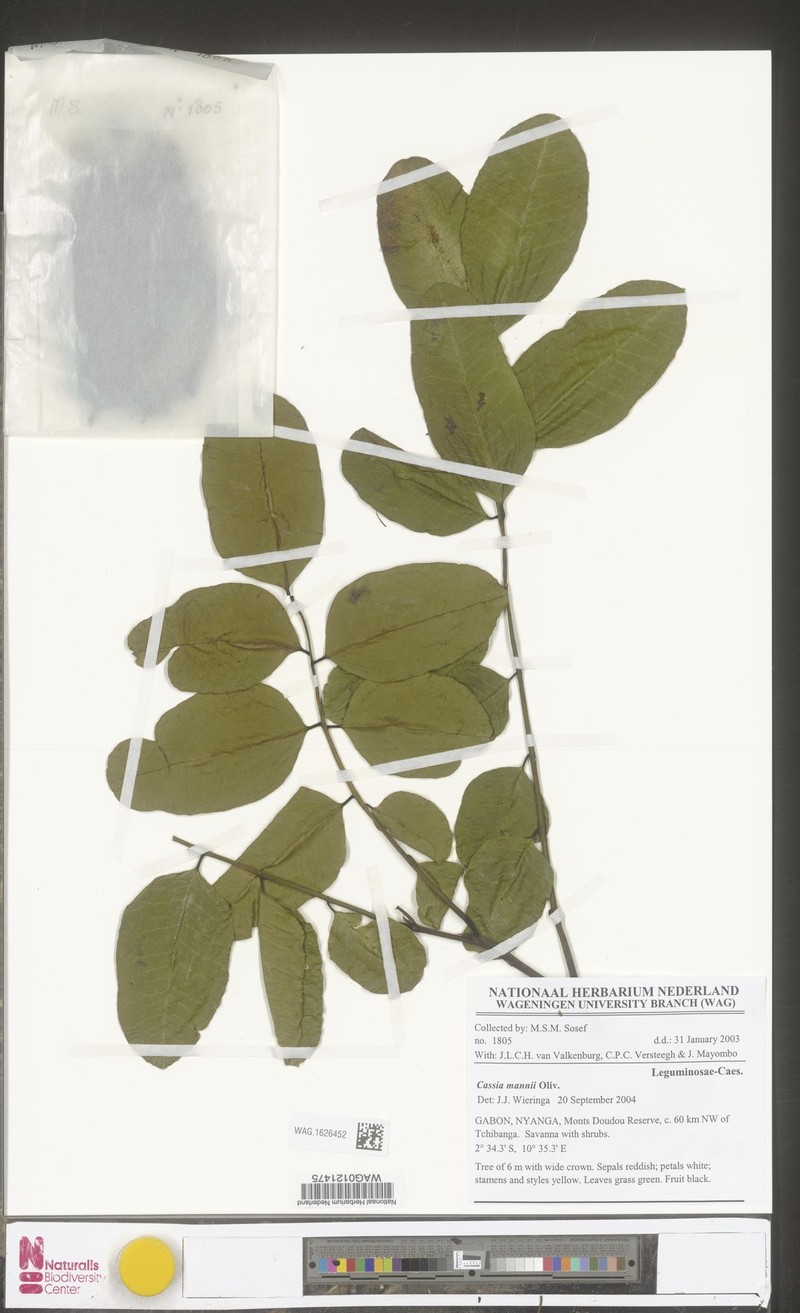 Cassia mannii photo 6